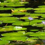 Lotus in the lily pads