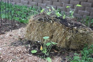 Straw bale gardening