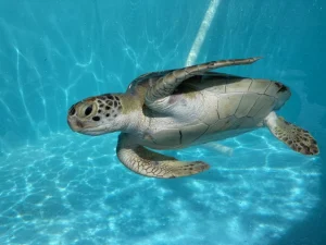 Amazing Sea Turtles
