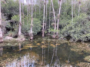 Getting Lost in the Woods