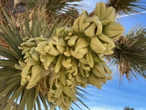 A Walk Through the Trees