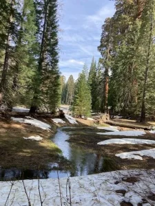 The Largest Tree on Earth by Volume