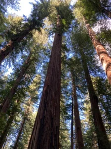 The Giants